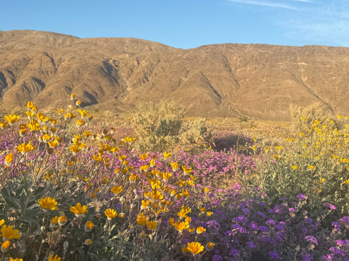 Roadtrip to Anza Borrego – March&nbsp;2026
